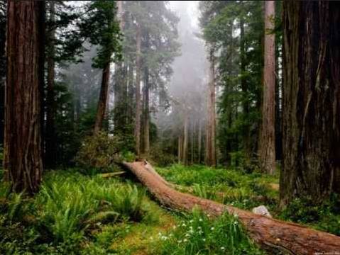 beautiful misty pine forest green ancient trees with one large tree fallen to the ground